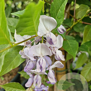 Wisteria flor. 'New Blue Fountain' 350-400 cm 25L