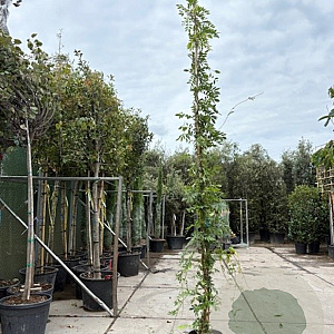 Wisteria sinensis 'Prolific' 350-400 cm 25L