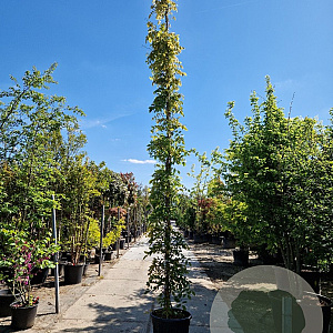 Wisteria sinensis 'Prolific' 500-550 cm container