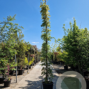 Wisteria sinensis 'Prolific' 500-550 cm container