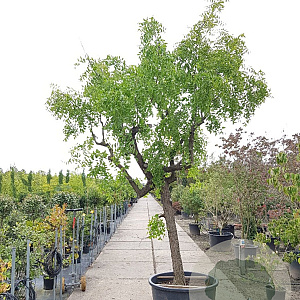 Ziziphus jujuba 140 cm stam container 40-50 bol