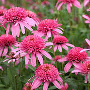Echinacea p. 'Pink Double Delight' GM P9