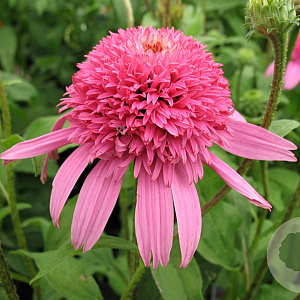 Echinacea p. 'Pink Double Delight' GM P9