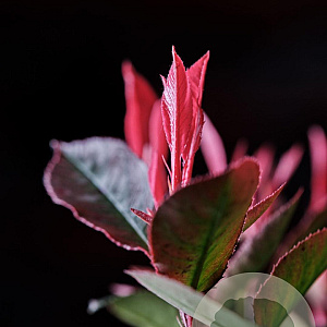 Photinia fraseri 'Little Fenna' 25-30 cm 2,0L