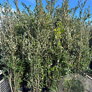 Quercus ilex 175-200 cm 50L