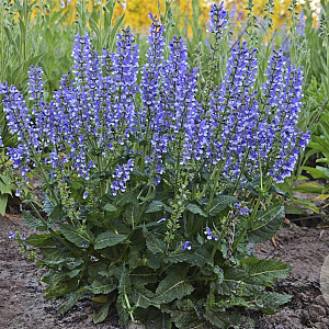 Salvia 'Azure Snow' GM P9
