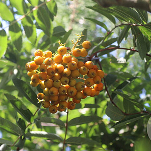 Sorbus auc. 'Ulung' 100-125 cm 20L