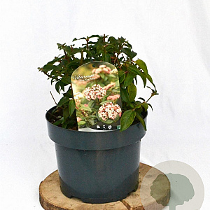 Viburnum tin. 'Eve Price' 25-35 cm 5,0L