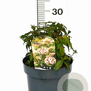 Viburnum tin. 'Eve Price' 25-35 cm 5,0L