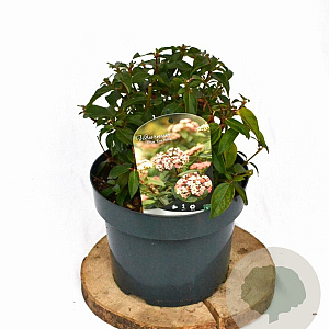 Viburnum tin. 'Eve Price' 25-35 cm 5,0L