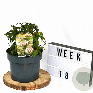 Viburnum tin. 'Eve Price' 25-35 cm 5,0L