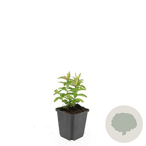 Hypericum calycinum GM P9