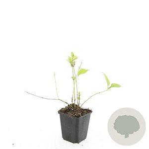 Vinca major 'Alba' GM P9