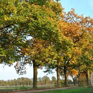 Quercus rubra 20-40 cm wortelgoed 1/0 1 jarige zaailing