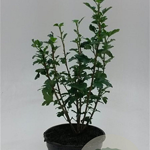 Ribes alpinum 'Schmidt' 30-50 cm wortelgoed 2-jarig verplante stekken 2-3 tak