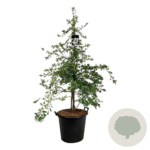 Exochorda 'The Bride' 150-175 cm cont. 55L extra