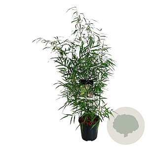 Fargesia scabrida 'Asian Wonder' 60-80 cm 6L