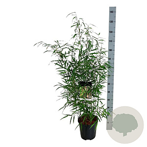 Fargesia scabrida 'Asian Wonder' 60-80 cm 6L