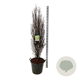 Frangula alnus Fine Line 150-175 cm cont. 55L extra
