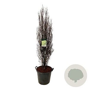 Frangula alnus Fine Line 150-175 cm cont. 55L extra