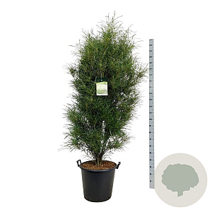 Frangula alnus Fine Line 150-175 cm cont. 55L extra