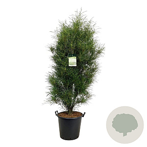 Frangula alnus Fine Line 150-175 cm cont. 55L extra