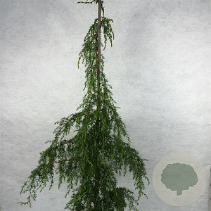 Juniperus chin. 'Oblonga' 70-80 cm 3,0L
