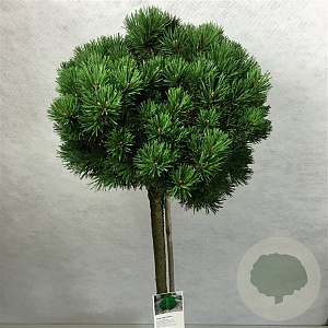 Pinus mugo 'Mops' 60 cm stam 7,5L