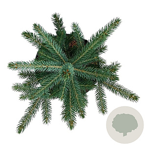 Picea pungens Super Blue Seedling 30-40 cm 6,5L