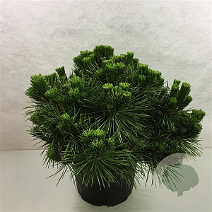 Pinus thunbergii 'Maijima' 40-50 cm 10L