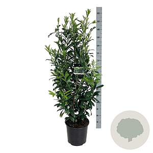 Prunus l. 'Caucasica' 125 cm 15L