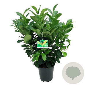 Prunus l. Etna 60-80 cm 6L