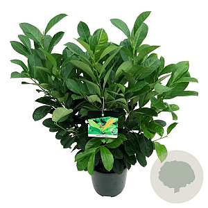 Prunus l. Etna 60-80 cm 6L