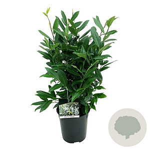 Prunus l. 'Herbergii' 60-80 cm 6L