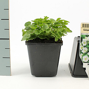 Campanula c. 'Alba' GM P9