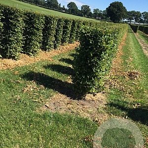 Carpinus betulus 80 Hoog Haagelement 100Bx40D