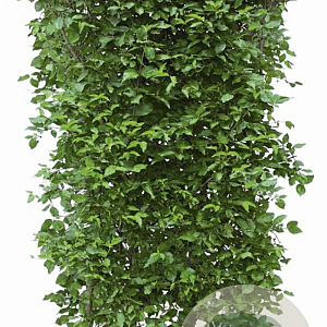 Cornus mas 200 Hoog Haagelement 100Bx40D