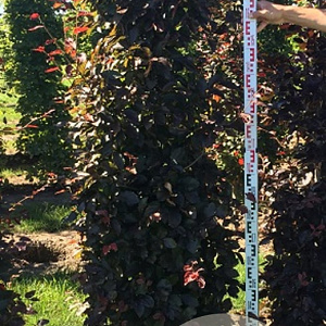 Fagus syl. 'Atropunicea' 200 Hoog Haagelement 100Bx40D