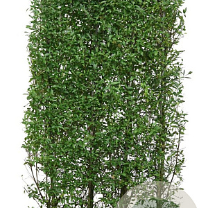Ligustrum vulg. 'Atrovirens' 200 Hoog Haagelement 100Bx40D