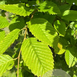 Carpinus betulus 12-14 HO container