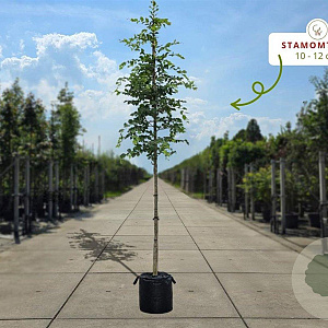 Carpinus betulus 12-14 HO container