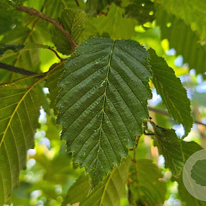 Carpinus betulus 12-14 HO container