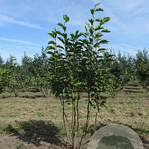 Magnolia soulangeana 125-150 cm draadkluit meerstammig