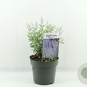 Perovskia atripl. 'Prime Time' 30-40 cm 2,0L
