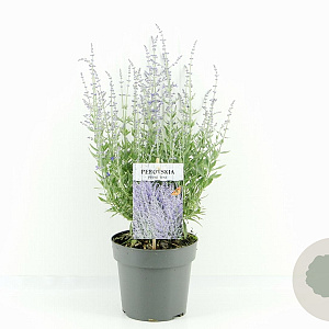Perovskia atripl. 'Prime Time' 30-40 cm 2,0L