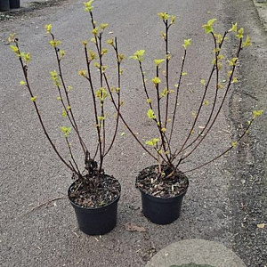 Physocarpus opulif. Lady in Red 40-50 cm 3,0L