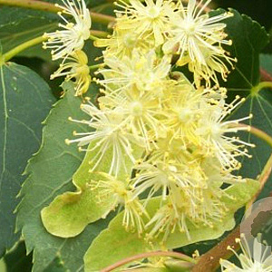 Tilia cordata 'Greenspire' 12-14 HO container