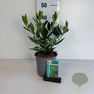 Prunus l. 'Otto Luyken' 25-30 cm 2,5L