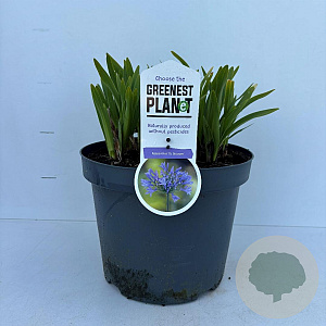 Agapanthus 'Dr Brouwer' 10-20 cm 7,5L