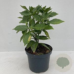 Aucuba jap. 'Rozannie' 20-30 cm 3,5L